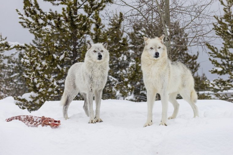 20 West-Yellowstone, wolven.jpg